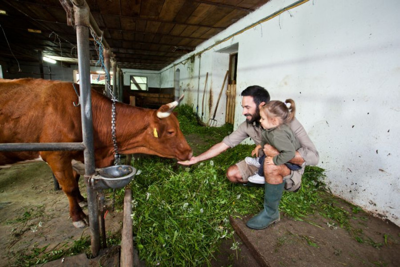 A man and a little girl feed a cow in a stable.
