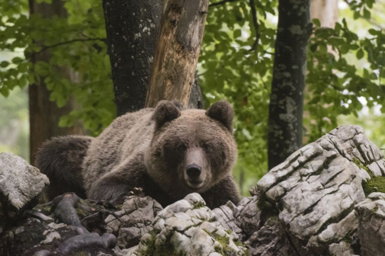 European brown bear (Ursus arctos) in Notranjska forest, Slovenia 
