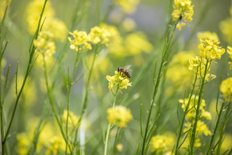 Kranjska čebela na rumeni roži na travniku. 