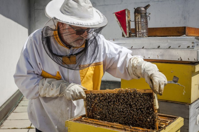 A beekeeper inspects a beehive with bees.