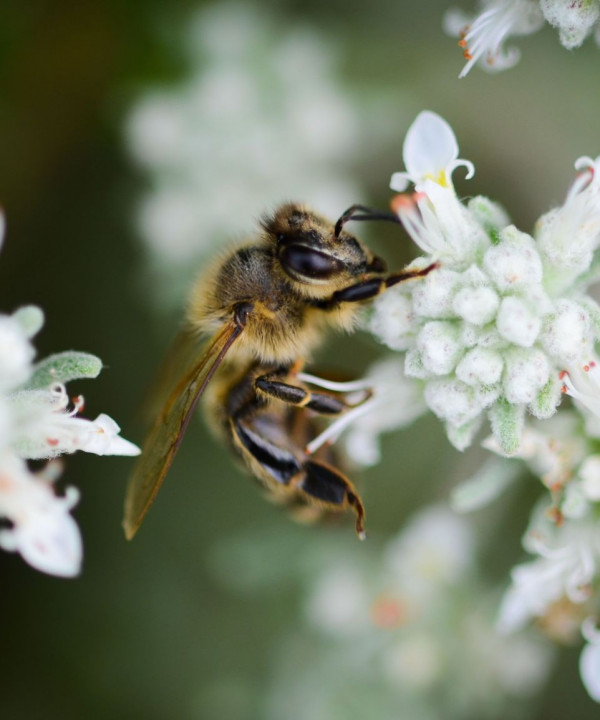 Kranjska čebela na cvetu