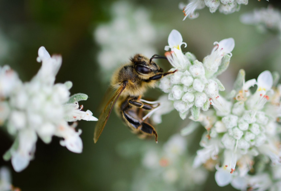 Kranjska čebela na cvetu