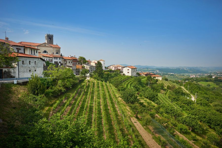 Vineyards in Goriška Brda.