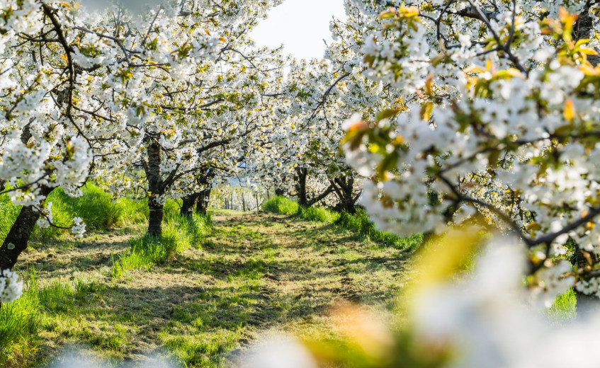 Cesnje cvetijo trte brstijo (62 of 76) Damijan Simčič