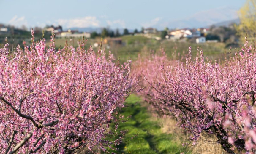 MALA FB IMG 1775203096802 Damijan Simčič