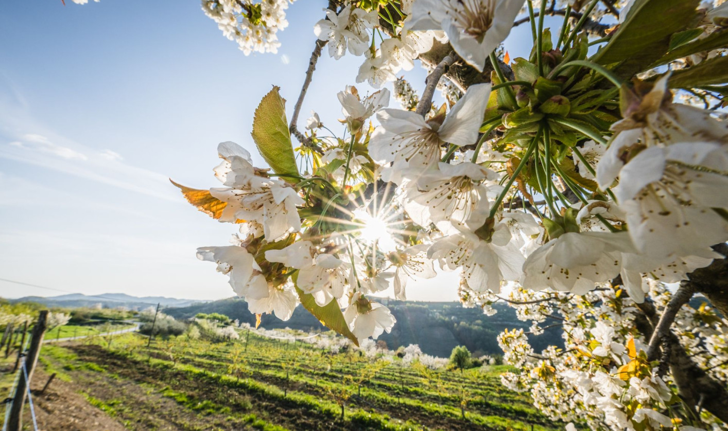 VELIKA Cesnje cvetijo trte brstijo (76 of 76) Damijan Simčič
