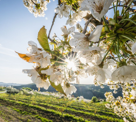 Close-up of a cherry tree branch with white blossoms and sun rays peeking through the blossoms. In the background is an orchard.