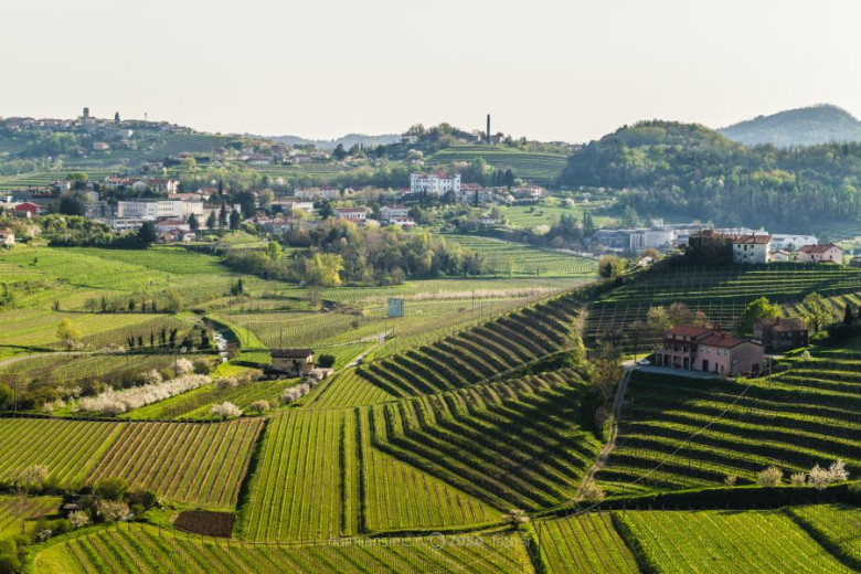 mala Cesnje cvetijo trte brstijo (52 of 76)