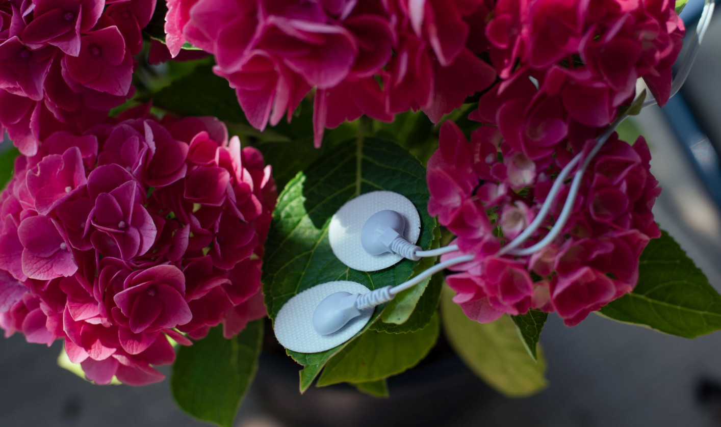 A close-up of pink hydrangea flowers and two white sensoric cable devices attached to its green leaves.