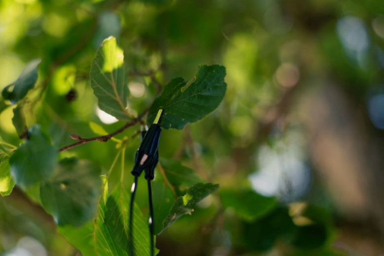 Cvetlicni orkester Arboretum photoKaja Brezočnik M