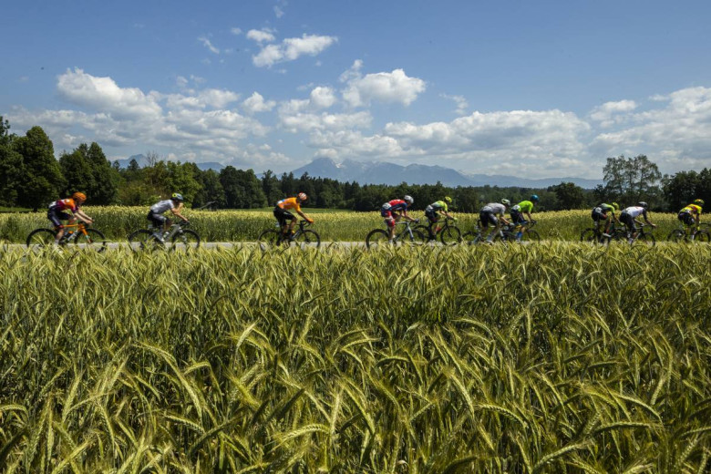 Cyclists on the field of Slovenia.