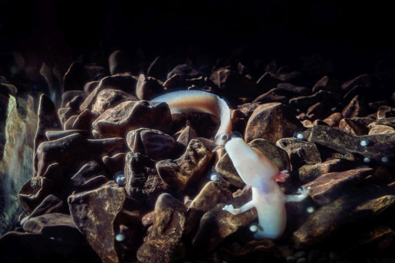 The olm with eggs.
