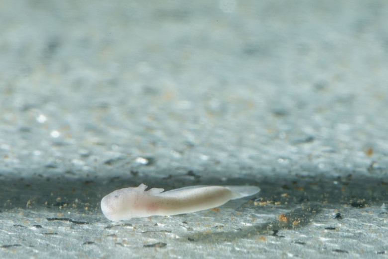 The little olm