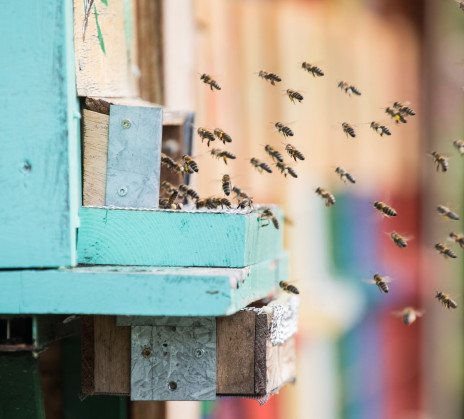 Article about beekeeping in Slovenia