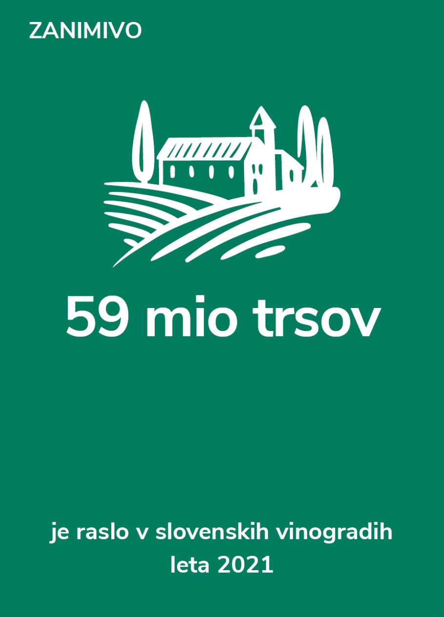 Zanimivo: 59 mio trsov je raslo v slovenskih vinogradih leta 2021.