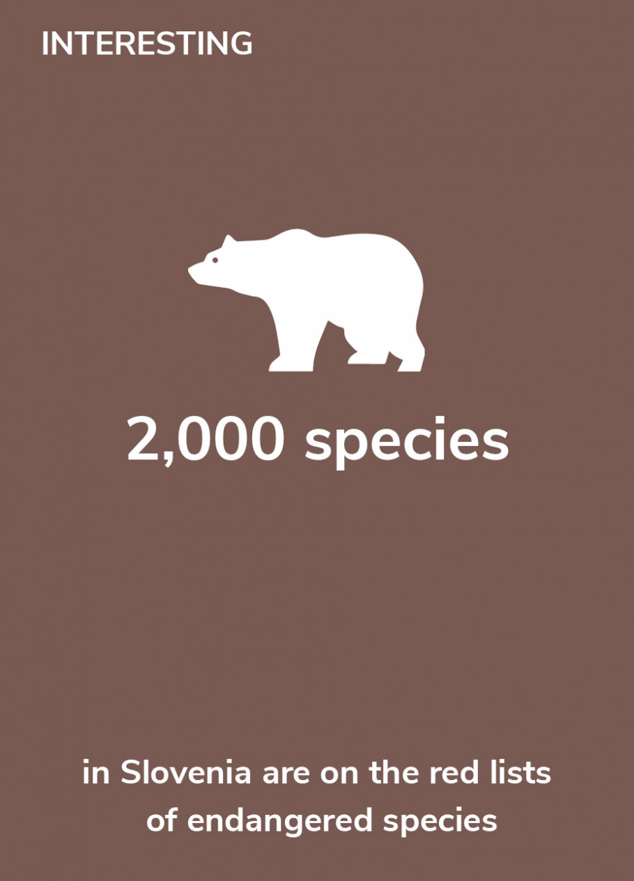 Interesting-2,000 species in Slovenia are on the red lists of endangered species