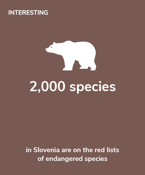 Interesting-2,000 species in Slovenia are on the red lists of endangered species
