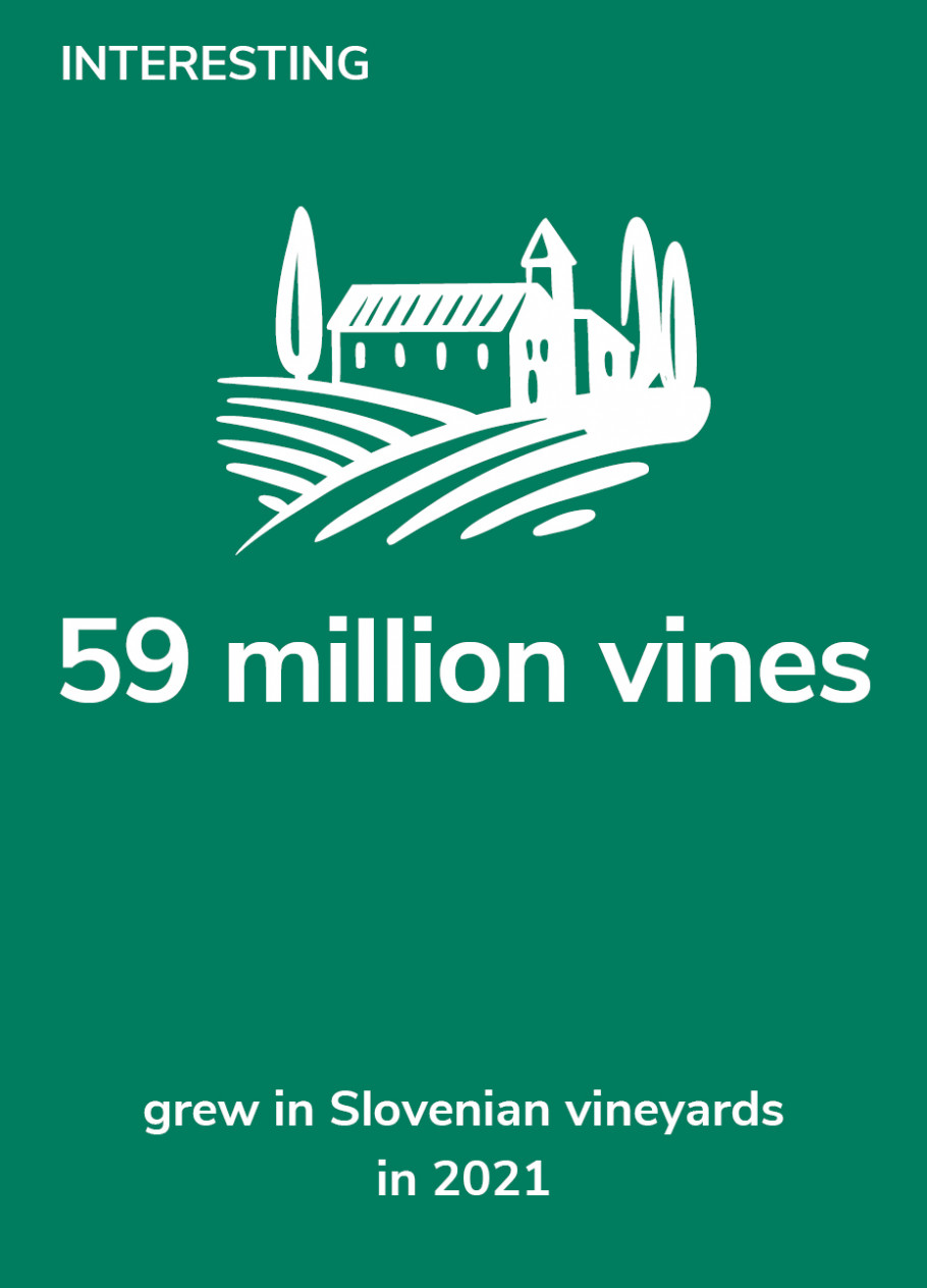 Interesting: 59 million vines grew in Slovenian vineyards in 2021. Source: SURS