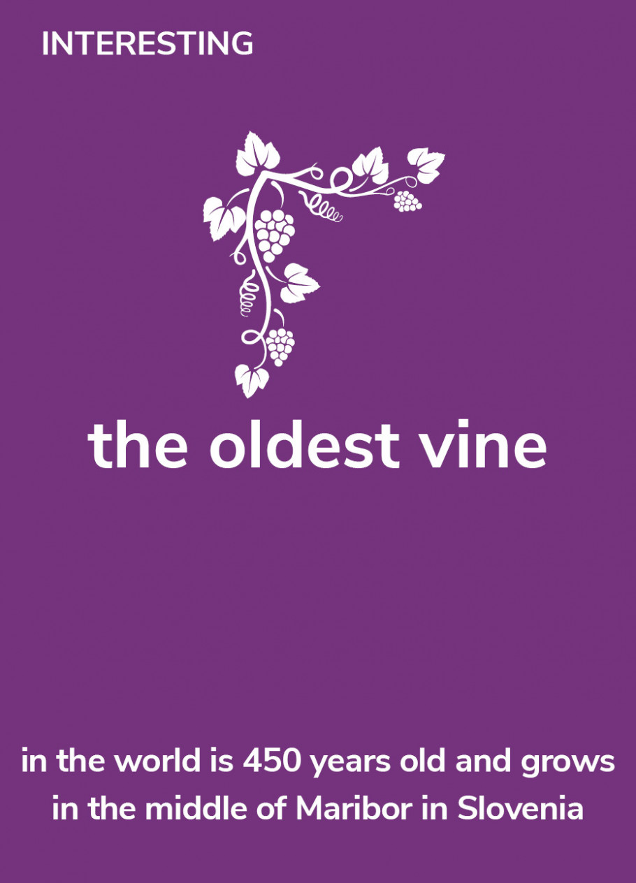 Interesting - The oldest vine in the world is 450 years old and grows in the middle of Maribor in Slovenia.
