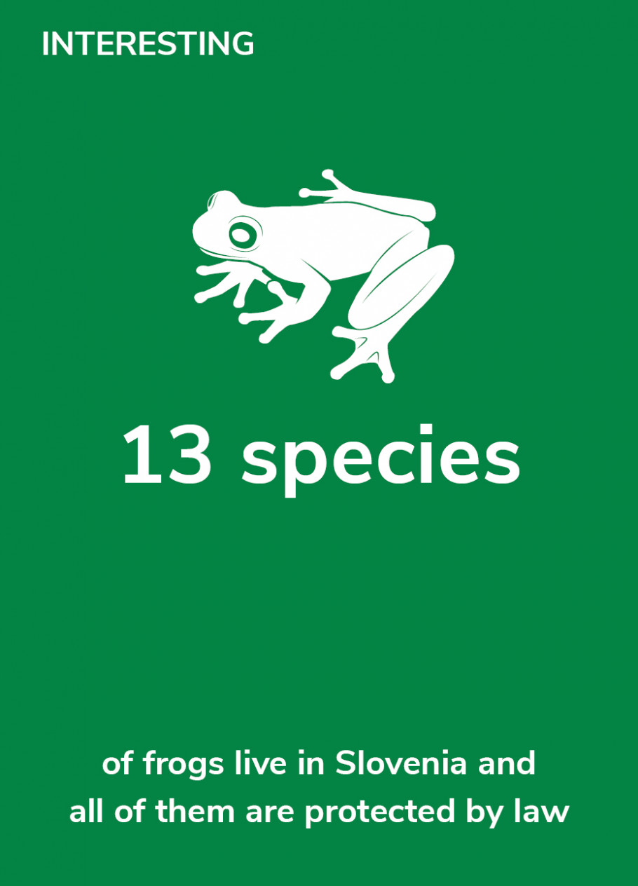 Interesting - 13 species of frogs live in Slovenia and all of them are protected by law