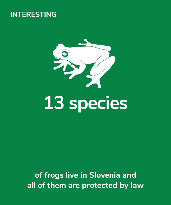 Interesting - 13 species of frogs live in Slovenia and all of them are protected by law