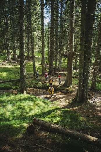 A group of people, wearing colorful jackets, walk through a lush, sunlit forest with tall trees.
