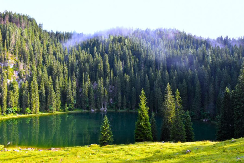 A serene mountain lake surrounded by lush, dense spruce forest under a misty sky. 