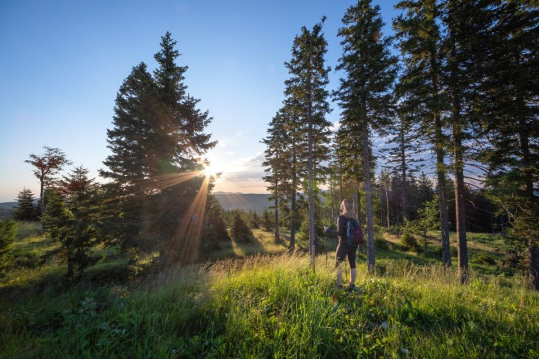 A woman with a backpack stands on a grassy hill, surrounded by tall spruce trees, watching the sunset.