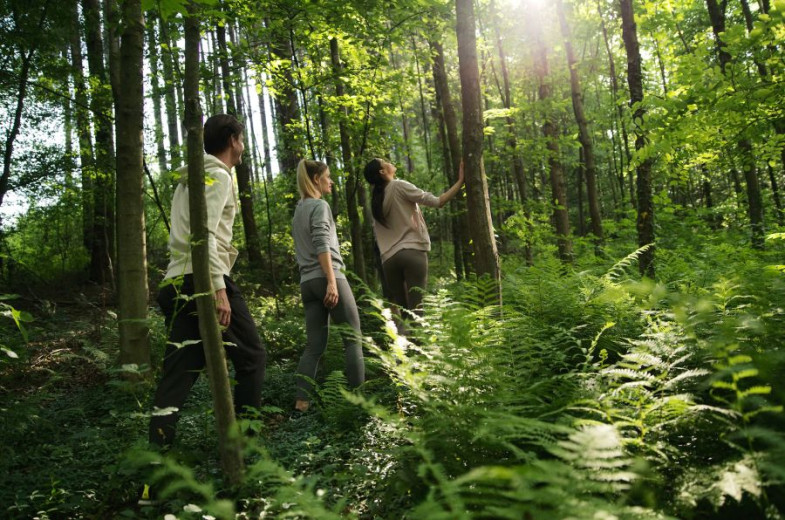 Three people walk through a lush, sunlit forest with tall trees and ferns. 