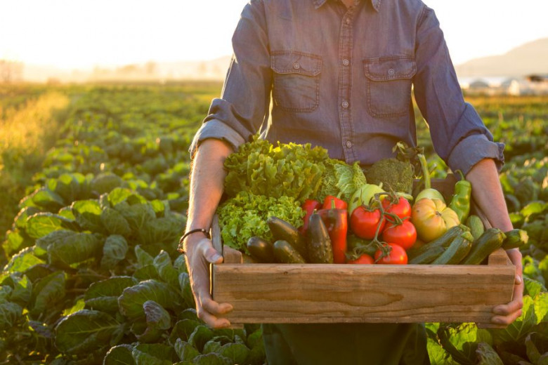 Pridelovalec na polju drži v rokah zaboj z zelenjavo