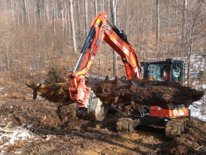 An excavator id diging up and old fir tree