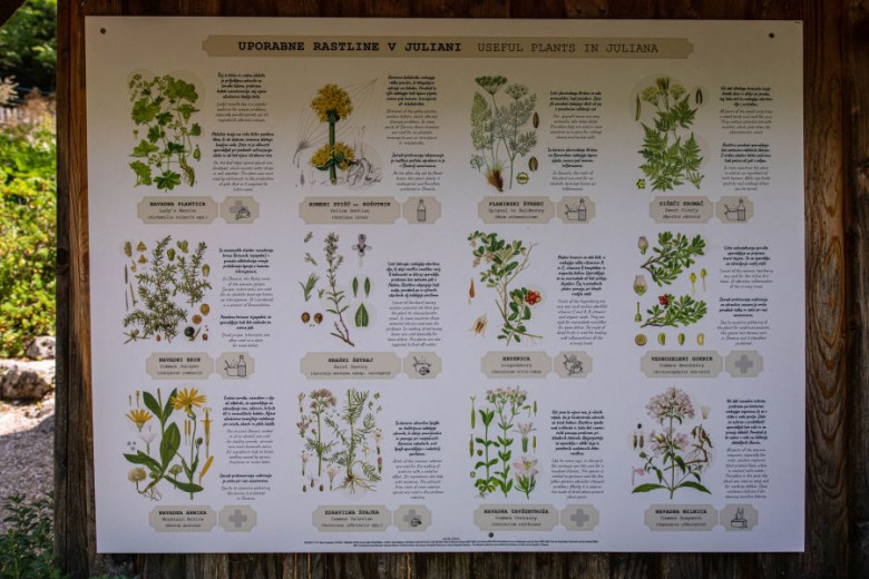 A sign titled "Useful Plants in Juliana" displays illustrations and descriptions of various plants. 