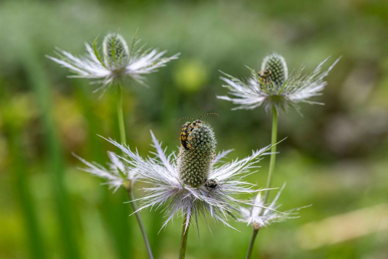 Alpine sea holly flowers with spiky petals stand in a green field. Two insects crawl on the central bloom.