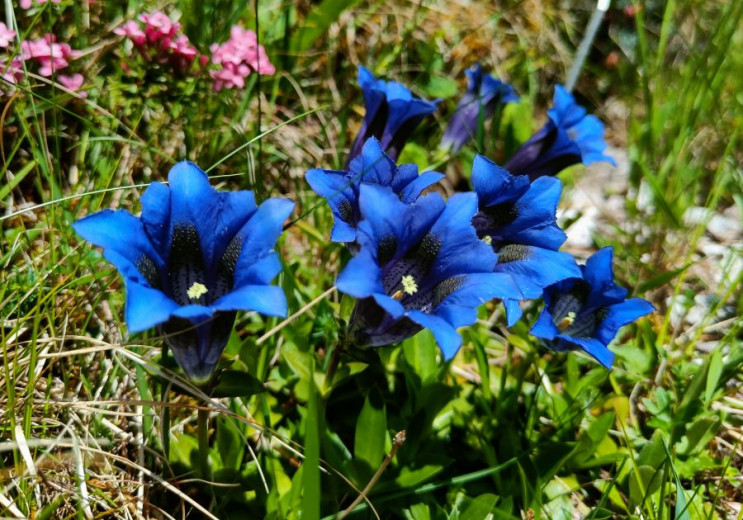 Vivid blue flowers with trumpet shapes bloom amidst green grass and foliage.