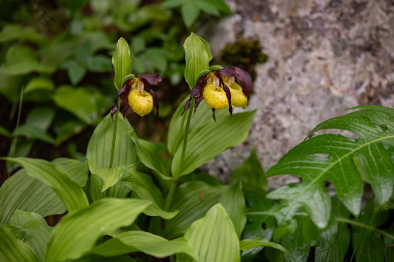 Yellow lady's slipper orchids with maroon petals stand against green leaves and a textured stone backdrop.