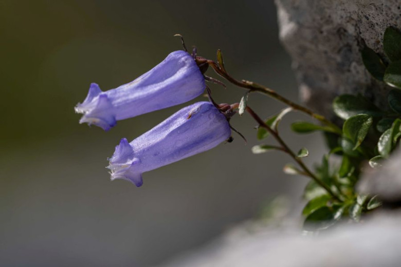 Two delicate purple bellflowers with slender stems emerge from rocky soil, surrounded by small green leaves.
