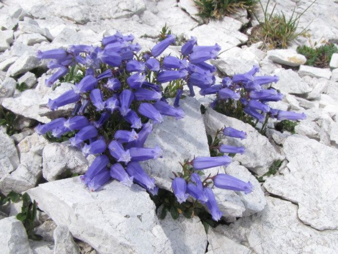 Cluster of purple bell-shaped flowers grows vibrantly among gray rocks.