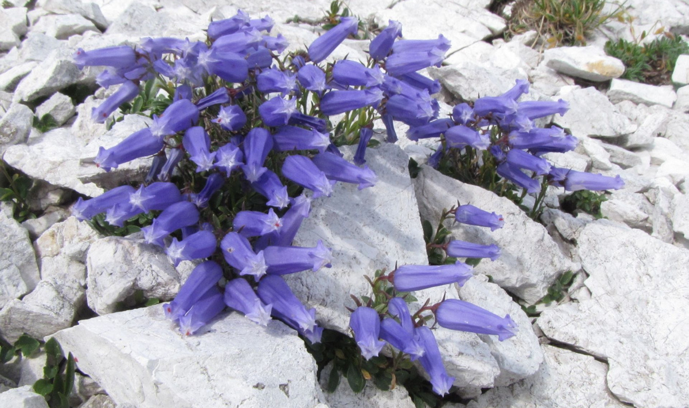 Cluster of purple bell-shaped flowers grows vibrantly among gray rocks.