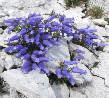 Cluster of purple bell-shaped flowers grows vibrantly among gray rocks.