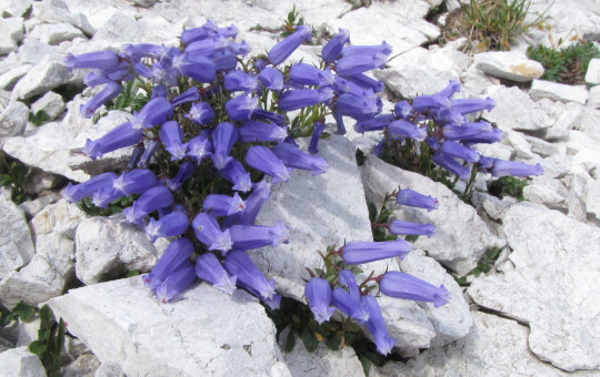 VELIKA ZOISOVA ZVONCICA Campanula zoysii foto Spela Pungarsek