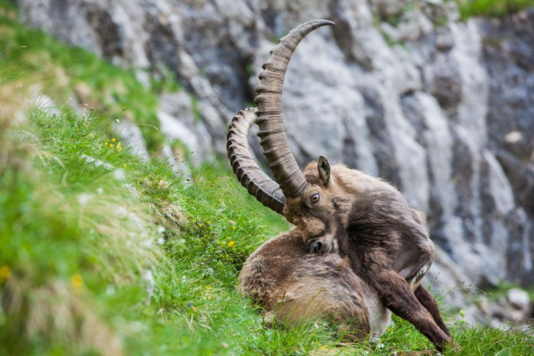 Capricorn in the mountains