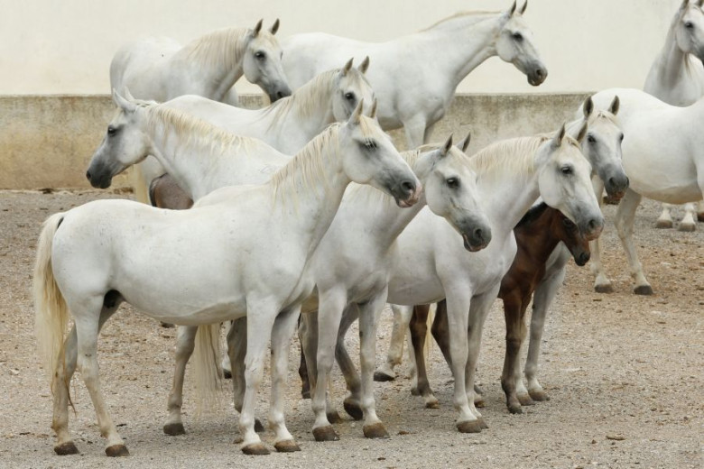 A group of white horses