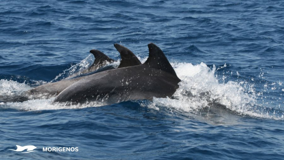 Three dolphins in the sea with their dorsal fins just above water. 