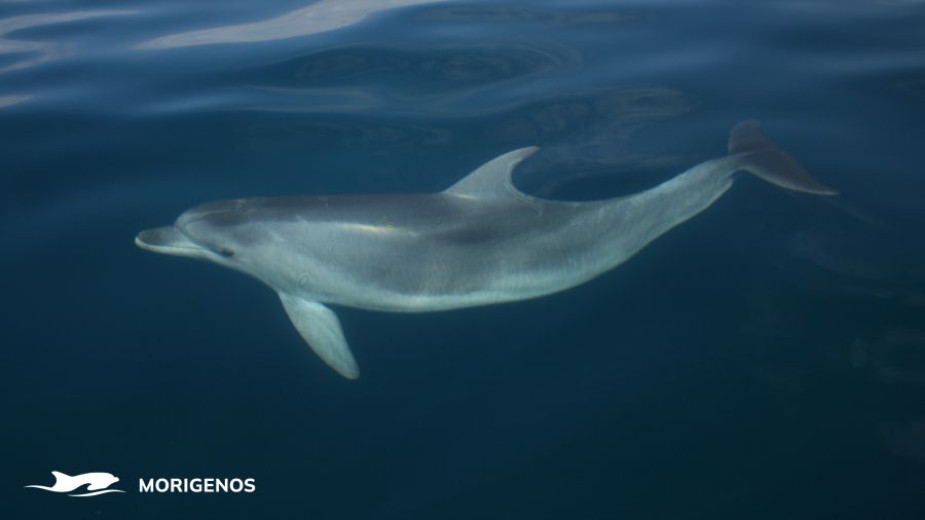 This photo shows a dolphin just below the surface of calm, deep blue water. Its smooth, grey body is clearly visible, and it's facing to the left.