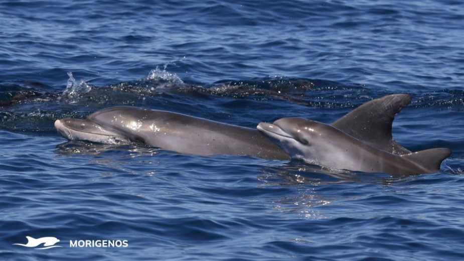 Two dolphins swimming with their heads and dorsal fins just above the surface of the sea.