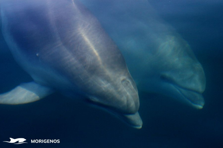 Two dolphins just below the water surface in the sea.