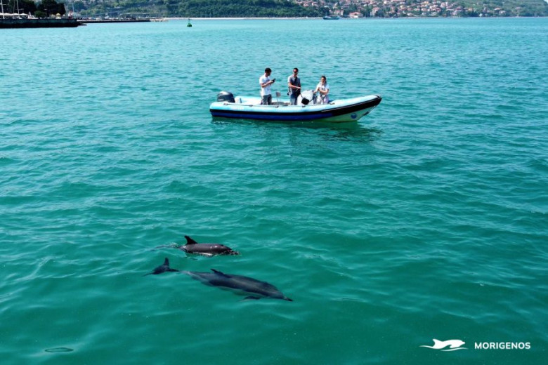 Three people on a boat in the middle of a crystal clear sea observing two dolphins in the water.