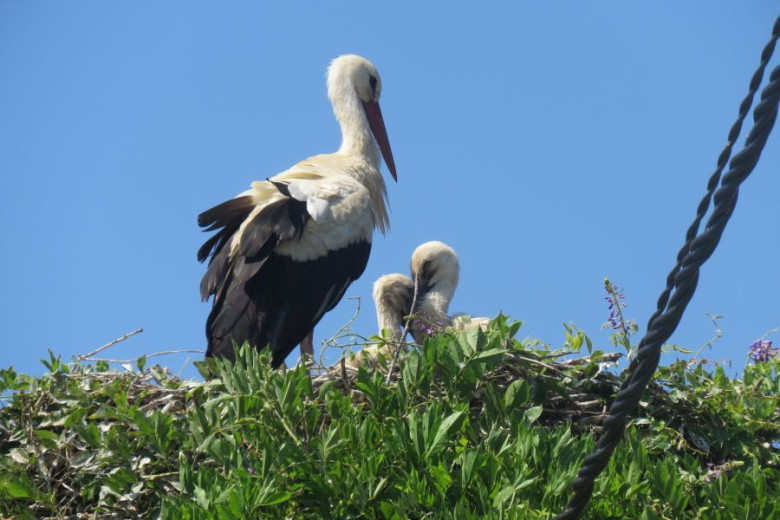 This photo shows an adult white stork in a nest with two chicks.