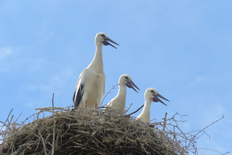 This photo shows a nest with one adult white stork and two chicks.