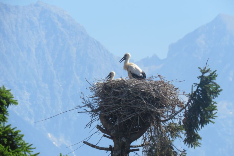 This photo shows tone adult white stork and a chick in a nest. With mountains in the background.